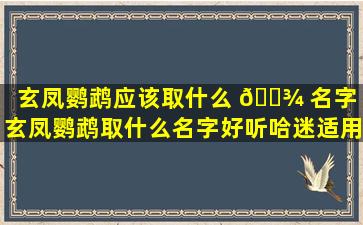 玄凤鹦鹉应该取什么 🌾 名字（玄凤鹦鹉取什么名字好听哈迷适用）